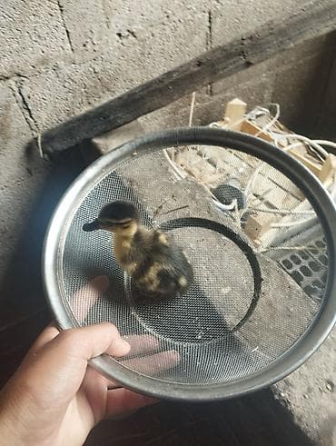 Утёнок (дикая утка 🦆) - Порода/окрас: тёмный с желтыми пятнами — 1