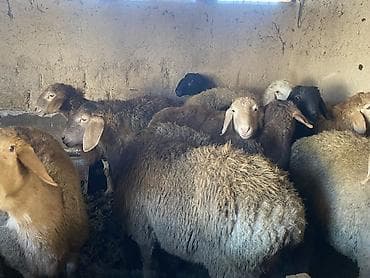 я ищу баран: Продаю | Баран (самец) | Гиссарская, Арашан | На забой, Для разведения | Осеменитель — 2