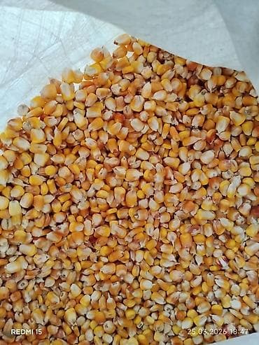 Кукуруза куплю.любой обьем Жугору сатып алам,өзүбүз алып кетебиз, тел