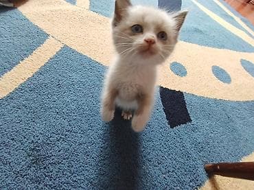 кошка ориентал: Кошка даром: Беспородная, 2 месяца, Мальчик, Приучена к лотку — 8