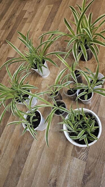 намазник бишкек: Хлорофитум подросший
Есть детки! — 11