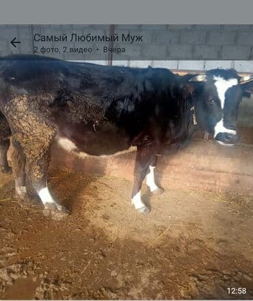 уй карова: Продаю | Корова (самка) | Для молока | Привязанные — 2