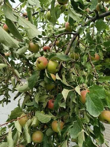 дом с бассейном и сауной: Дом, 100 м², 4 комнаты, Собственник, Евроремонт — 17