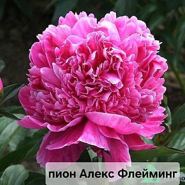 Пионы садовые – сорта Алекс Флейминг и Сара Бернар. Описание: - Алекс