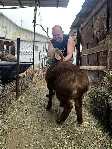 сельскохозяйственные животные продажа: Продаю | Баран (самец) | Арашан | Для разведения | Племенные — 3