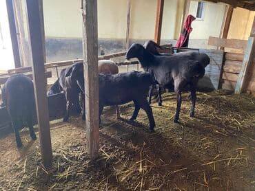 Кошки: Продаю | Ягненок | Гиссарская | На забой — 2