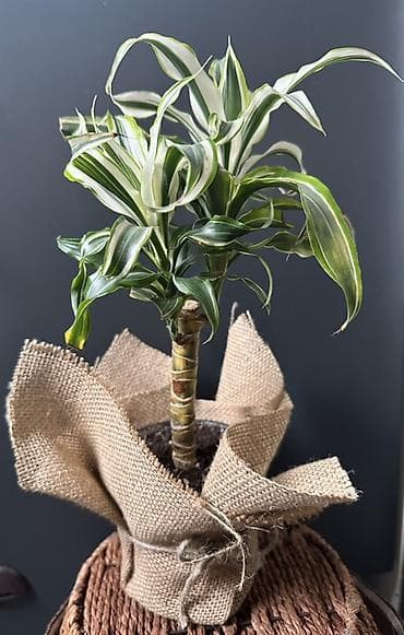 Уход и хранение одежды: Драцена деремская (вариагатная форма) в горшке. - Эффектная розетка — 1