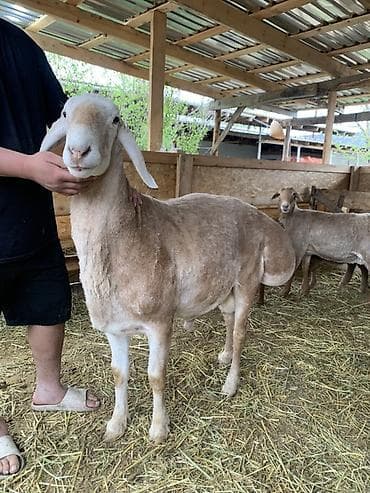 жеребец дончак: Продаю | Баран (самец) | Арашан, Гиссарская | Для разведения | Племенные, Осеменитель — 1