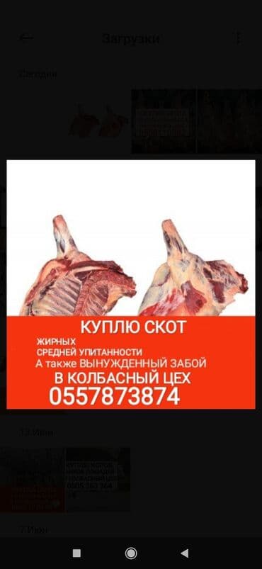 дом животных: Куплю | Коровы, быки, Лошади, кони, Другие с/х животные | Откормленные, Круглосуточно, Любое состояние — 1