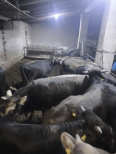 ротвейлер бишкек: Сатам | Бука (эркек) — 8