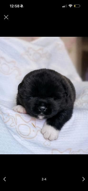 акито ино: 1 месяц, Самка, С родословной, С прививкой — 3