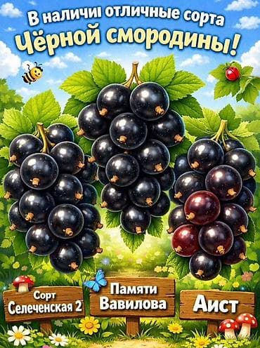 для варенья: Https://t.me/blooming_garden_kg Садовые саженцы ягодных культур — — 2