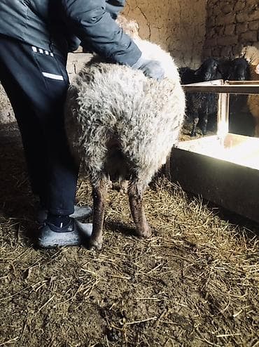 кой эдилбай: Продаю | Баран (самец) | Полукровка | На забой — 7