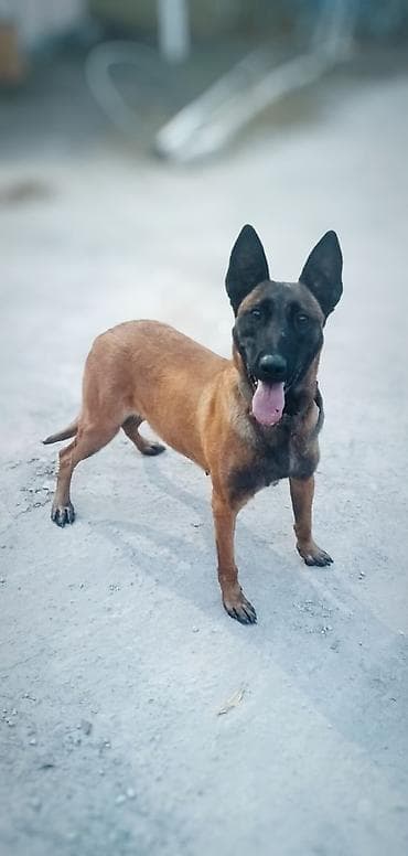 среднеазиатская овчарка купить: Бельгийская овчарка, 2 месяца, Самка, С прививкой, С родословной — 6