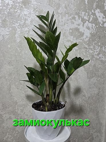 помесь: Комнатные растения в горшках: 1) Антуриум (светло‑кремовые/белые — 5