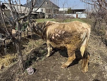 порода голштин: Продаю | Корова (самка) | Для молока | Привязанные — 2