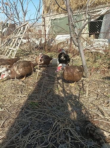 Аквариумы: Мускусные утки (индоутки), домашнее подворье. - Порода: мускусная — 1