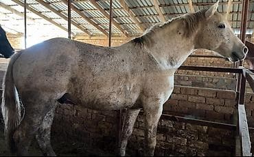 Кочкорлор, койлор: Сатам | Жылкы (эркек), Байтал | Жумушка | Асыл тукумдуу, Жасалма жол менен боозутуу — 1