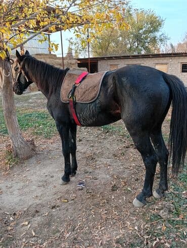 купить рабочую охотничью собаку: Продаю | Жеребец | Рабочий | Осеменитель — 5