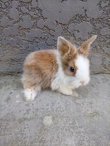 собака такса щенок: Карликовые декоративные кролики (пуховые «львиноголовые» типаж). - — 9