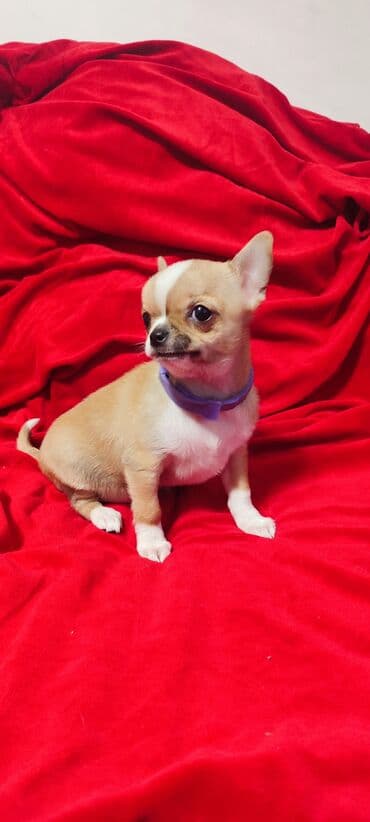 возьму собаку в добрые руки: Чихуахуа, 4 месяца, Самка, С прививкой — 3