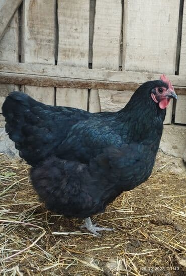 редкие экзотические животные: Продаю | Куры, Петух | На забой, Для разведения, Несушки — 3