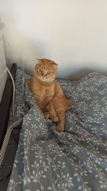 Шотландская вислоухая кошка, окраса рыжий табби. на вязку девочка