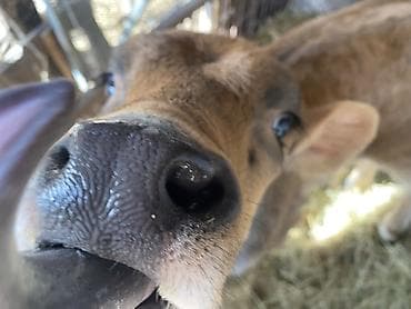 бычок бык: Продаю | Бык (самец) | Швицкая | На откорм | Привязанные — 5