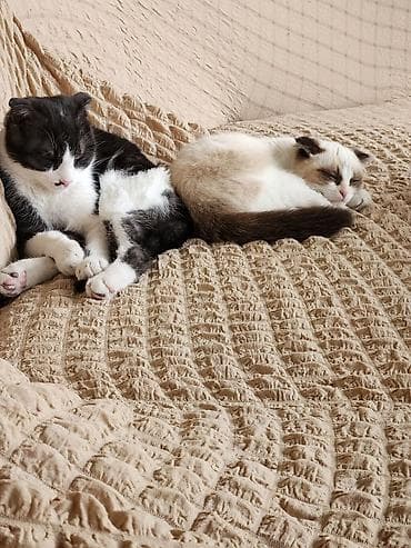 Другой текстиль: Продаëтся породистая вислоухая кошечка, возраст 5 месяцев, очень — 1