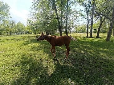 сибу ину: Продаю | Жеребенок | Дончак | Для разведения — 3