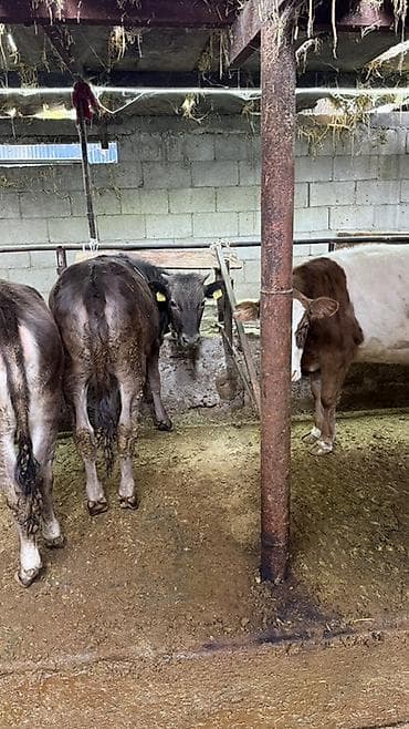 кассавый ящик: Продаю | Тёлка | На откорм | Племенные — 3