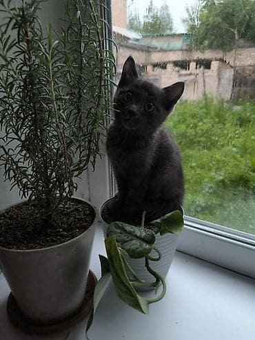 Кошки: Котик Семён ищет доброго хозяина Котенку 2,5 месяца, зовут Семён. От — 1