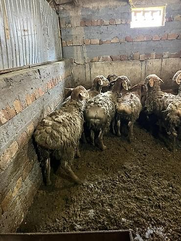 бык кара балта: Продаю | Овца (самка) | Для разведения | Племенные — 2