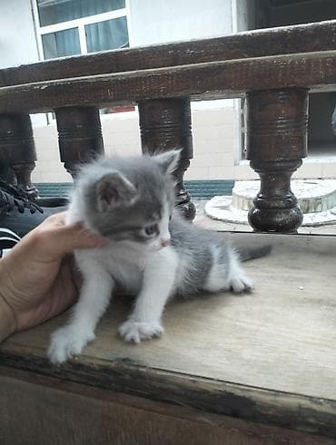 Котята, короткошёрстные, домашние Описание: - Несколько котят 1–1,5