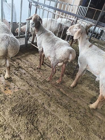 ротвейлер бишкек: Сатам | Козу | Арашан | Көбөйтүү үчүн — 4