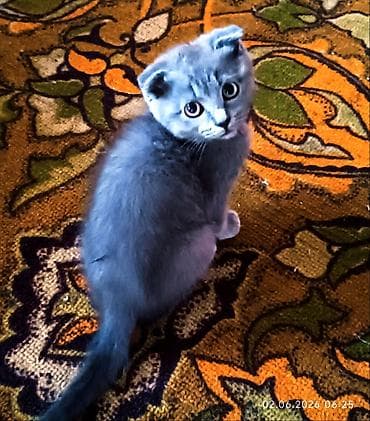 Скотиш Фолд (Шотландская вислоухая), 2 месяца, Девочка, Голубой, Приучена к лотку