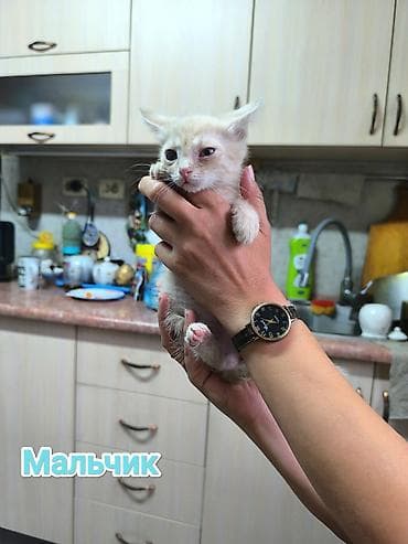 Кошки: Беспородная, 2 месяца, Мальчик, Приучена к лотку — 4