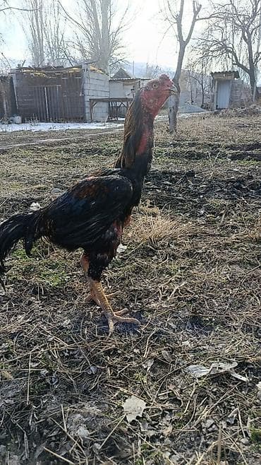 ак кеклик: Сатам | Короздор | Тебиштирүүчү | Көбөйтүү үчүн — 1