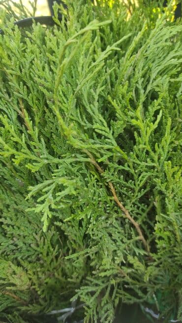 саженцы карликовых плодовых деревьев: Саженцы деревьев: Туи — 7