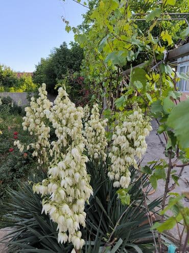 дом район ак орго: Үй, 1441 м², 8 бөлмө — 33