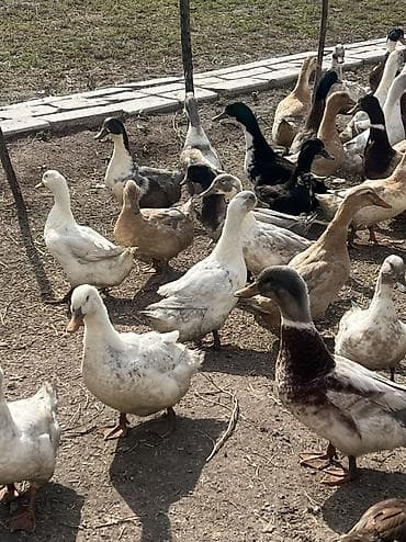 Үй жаныбарлары: 🪿🪿🪿🪿🪿Самая популярная мясная порода.Белые перья оранжевый клюв и — 5