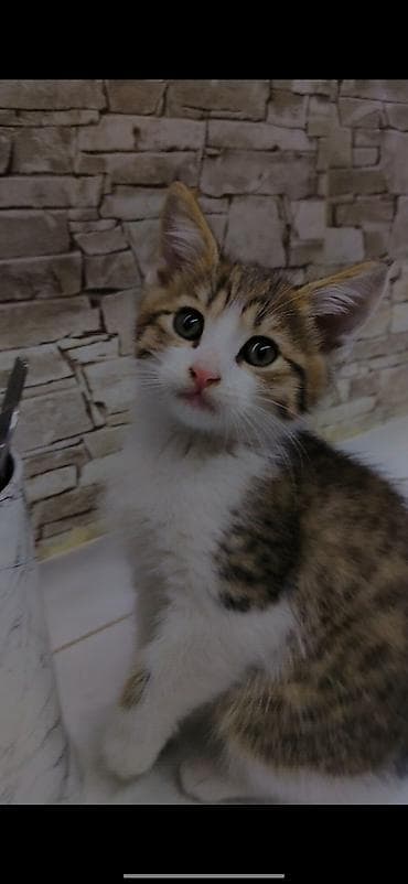 где можно взять кошку: Котёнку 2 месяца, к лотку приучен ещё с первого месяца. Кушает корм — 9