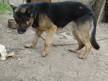 Немецкая овчарка, 3 года, Самец