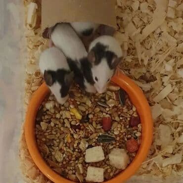 Башка жаныбарлар: Продаются хомячки джунгарские, сирийские, ангорские пушистые хомячки — 8