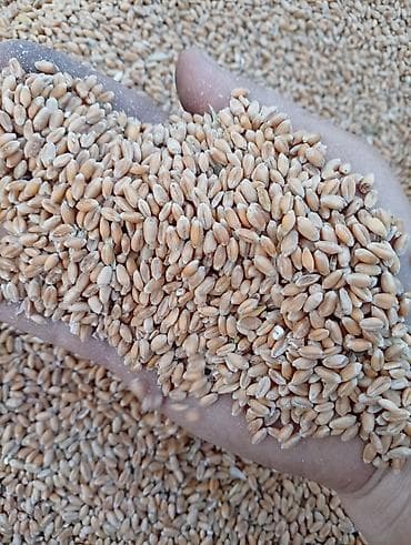 цыплята бролеры: Корма и компоненты для животноводства - Пшеница фуражная — чистое — 1