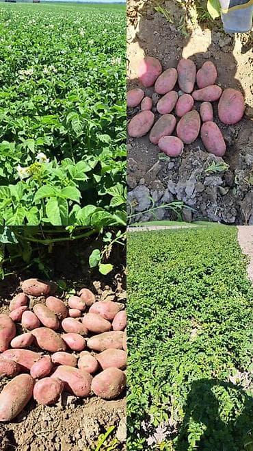 Продается семенная картошка, сорт Гереза, 1 репродукция. 1 тонна. Цена