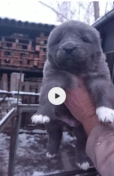 кавказкие овчарки: В СВЯЗИ С ЗАКРЫТИЕМ СОБАЧЬЕГО РЫНКА ПРОДАЮ ЩЕНКОВ С ДОМА С НОВЫМ — 1