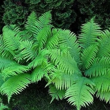 Продаю оптом и в розницу папоротник от 250 сом и выше