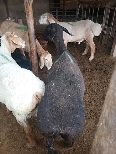 телята музо: Продаю | Овца (самка) | Для разведения | Племенные — 2