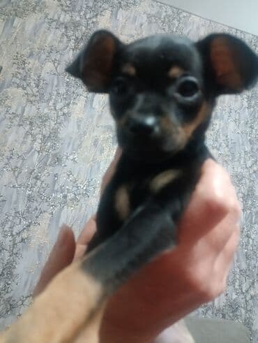 щенки сенбернар: Той-терьер, 2 месяца, Самец — 2